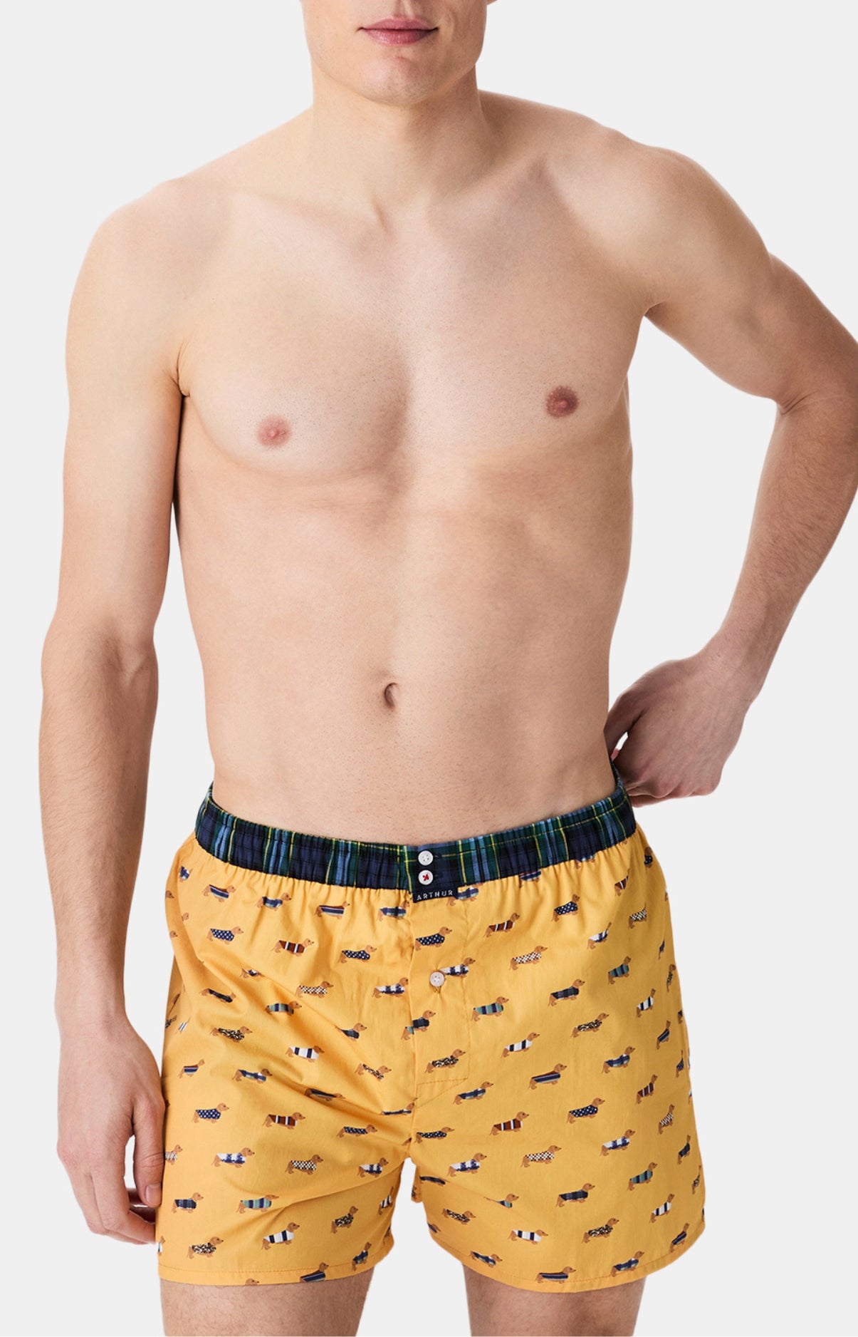 arthur-le-club-cale-on-n-1196-teckel-coton-bio-jaune image 4